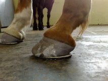 Cast-Verband-mit-Hufeisen